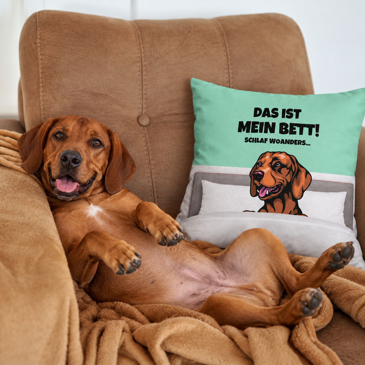 Cojín marrón de perro con el texto "Das ist mein Bett!" sobre fondo turquesa, perro relajado en un sofá.