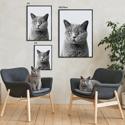 Tres retratos enmarcados de un gato atigrado gris en un espacio moderno.