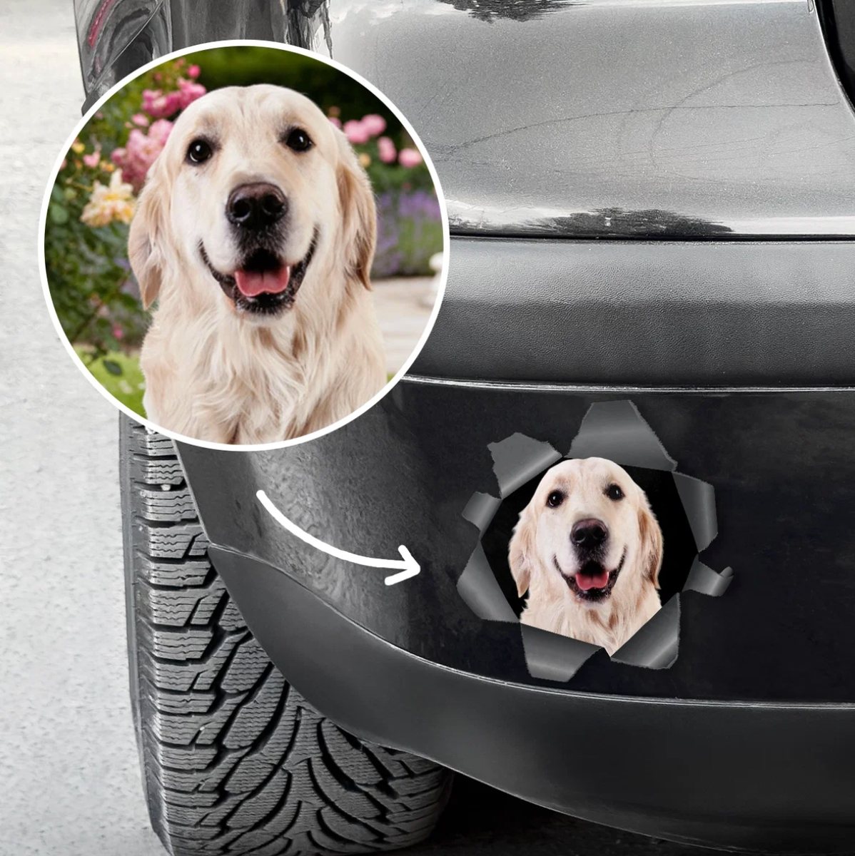 Pegatina de coche personalizada con foto de perro asomándose a través de un efecto de rasgado.