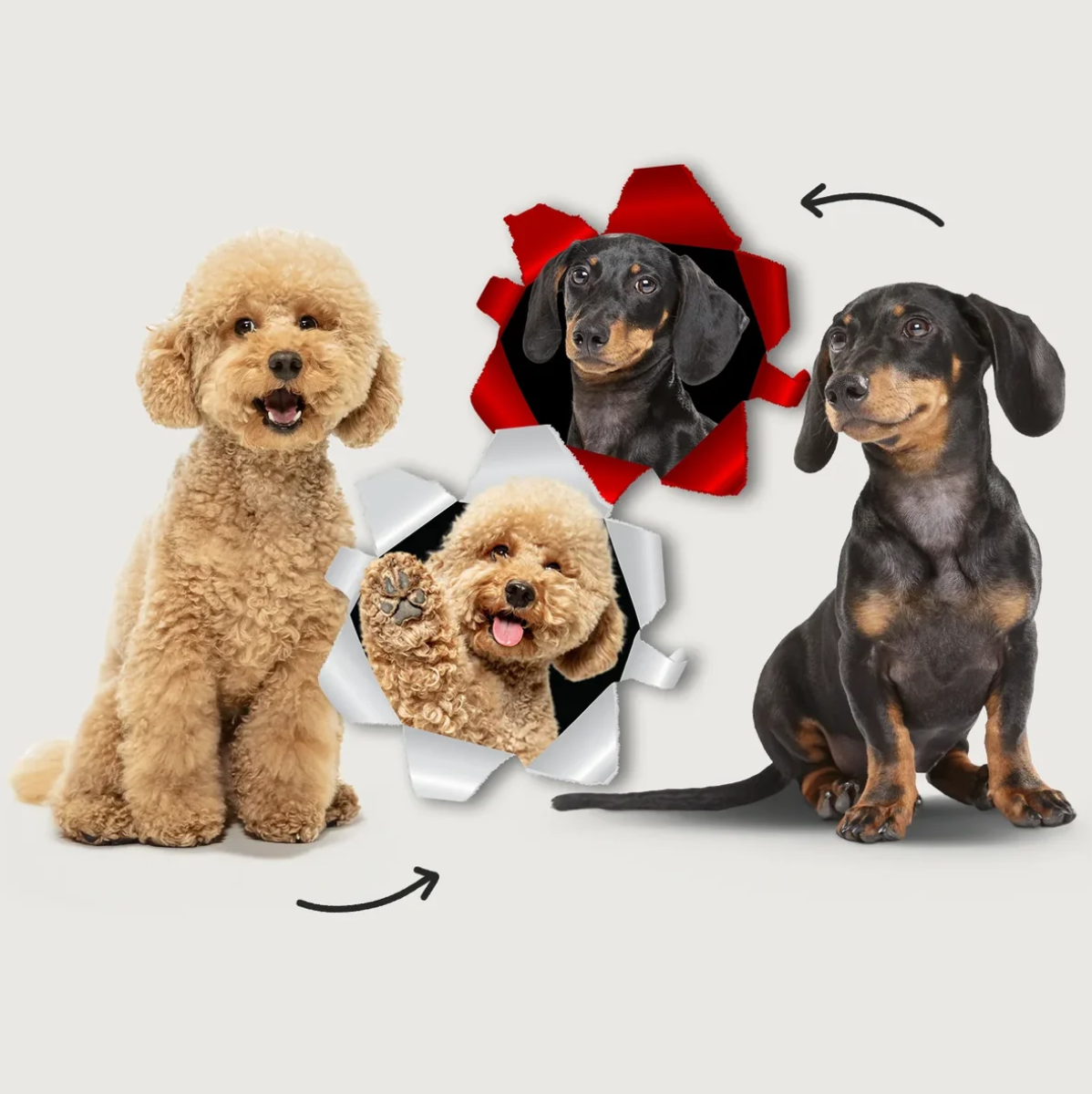 Dos perros, un goldendoodle y un teckel, uno al lado del otro, con efectos fotográficos de fondo.