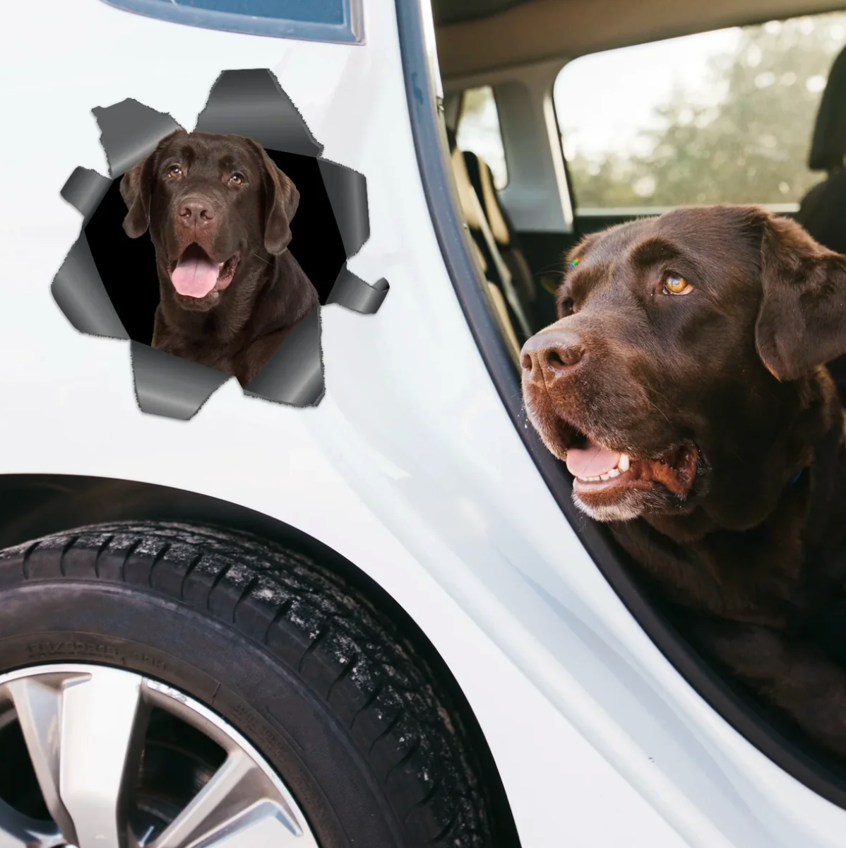 Pegatina de coche personalizada con un labrador marrón que mira a través de un efecto de rasgado.