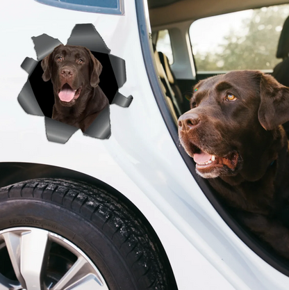 Pegatina de coche personalizada con un labrador marrón que mira a través de un efecto de rasgado.