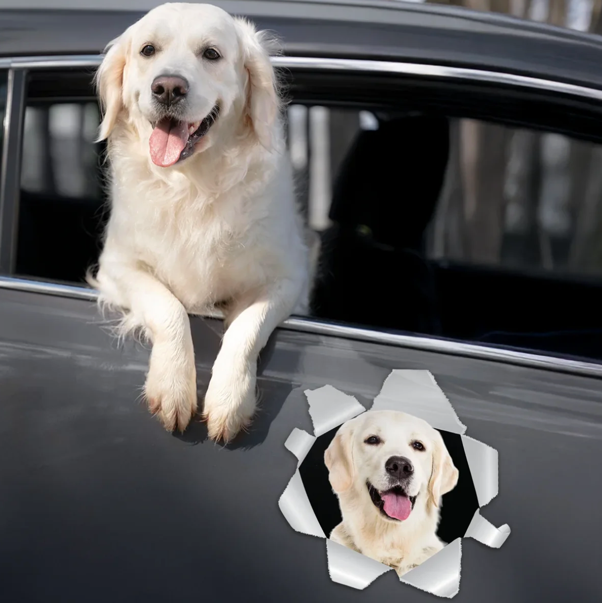 Pegatina de coche con un labrador mirando por una ventana. Gris con imagen realista.