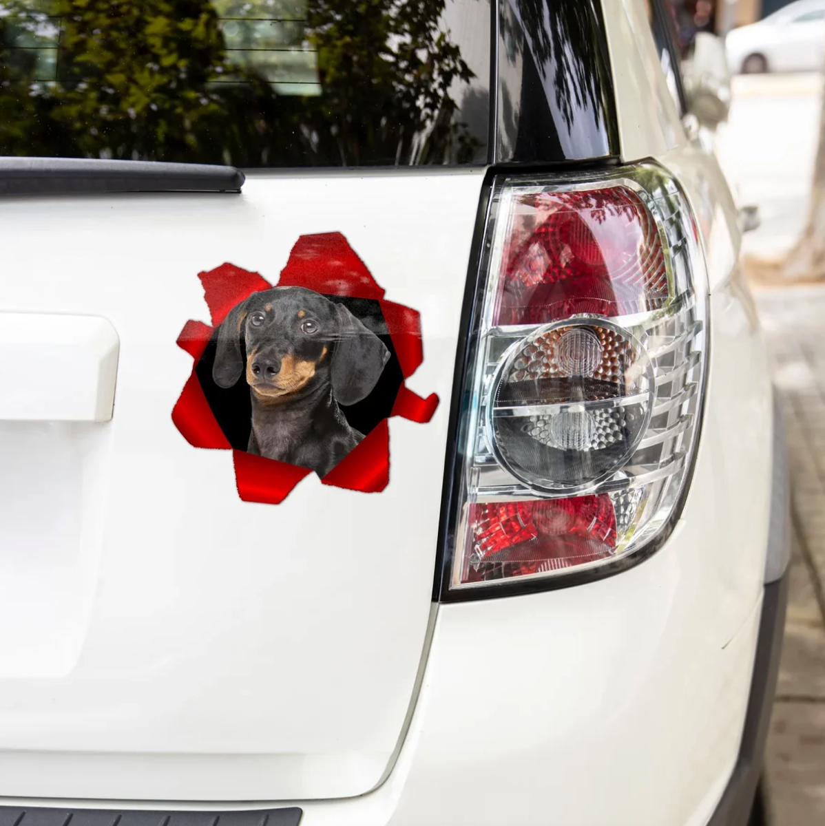 Pegatina de coche personalizada con un teckel asomándose, fondos en rojo y negro.