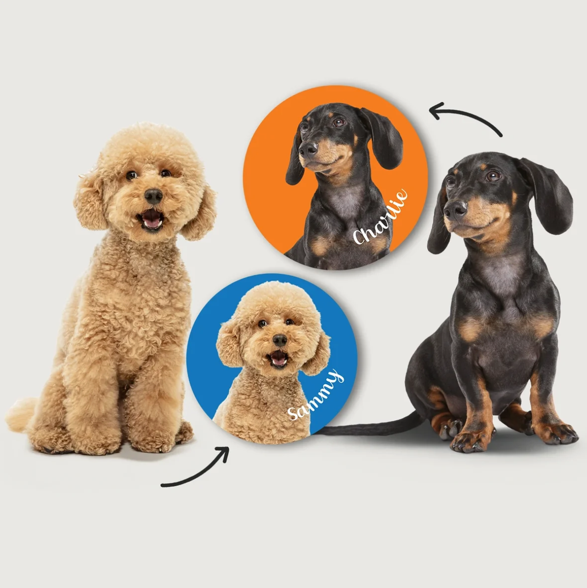 Perros en distintos colores y posturas, rodeados de pegatinas redondas con nombres sobre fondo colorido.