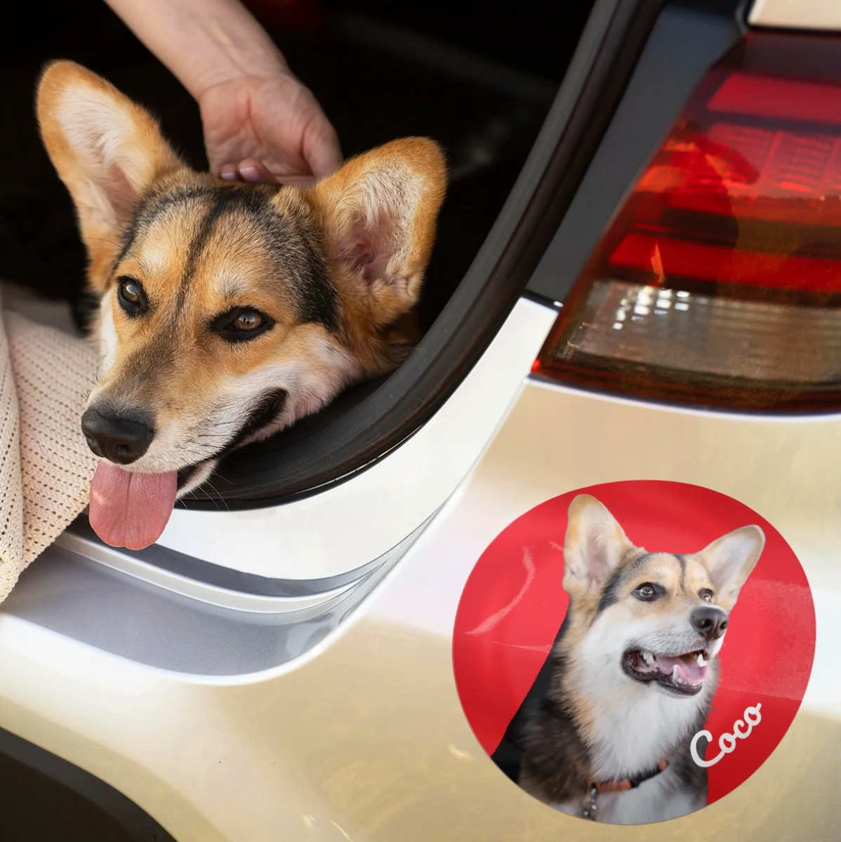 Corgi en un coche con una pegatina personalizada en la carrocería.