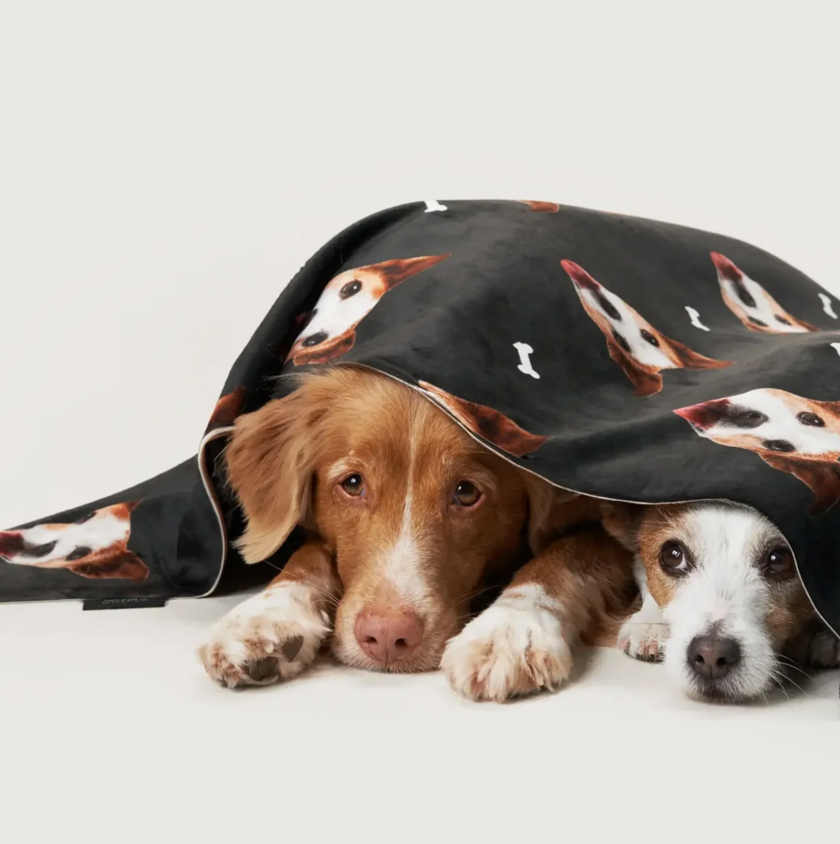 Dos perros tumbados bajo una manta personalizada con cabezas de mascotas sobre negro.