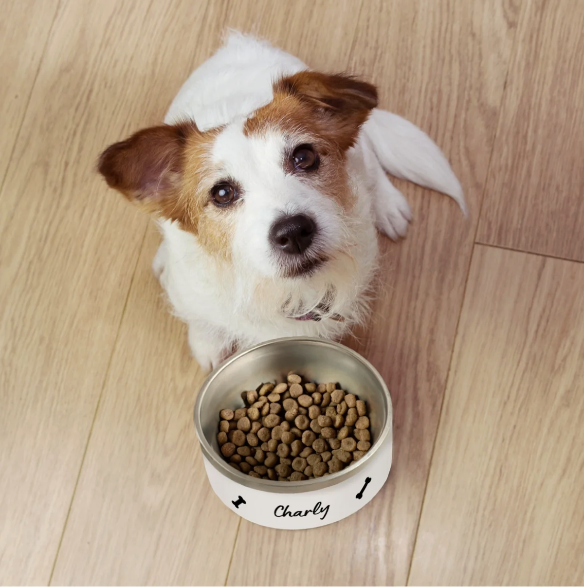 Perro sentado junto a un comedero personalizado con comida, con la inscripción "Charly". Comedero blanco y metálico.